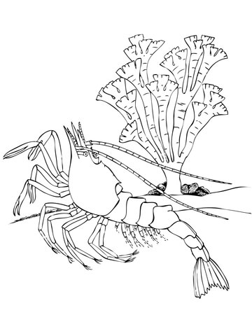 Shrimp Decapod Crustacean Coloring Page